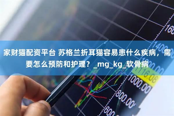 家财猫配资平台 苏格兰折耳猫容易患什么疾病，需要怎么预防和护理？_mg_kg_软骨病